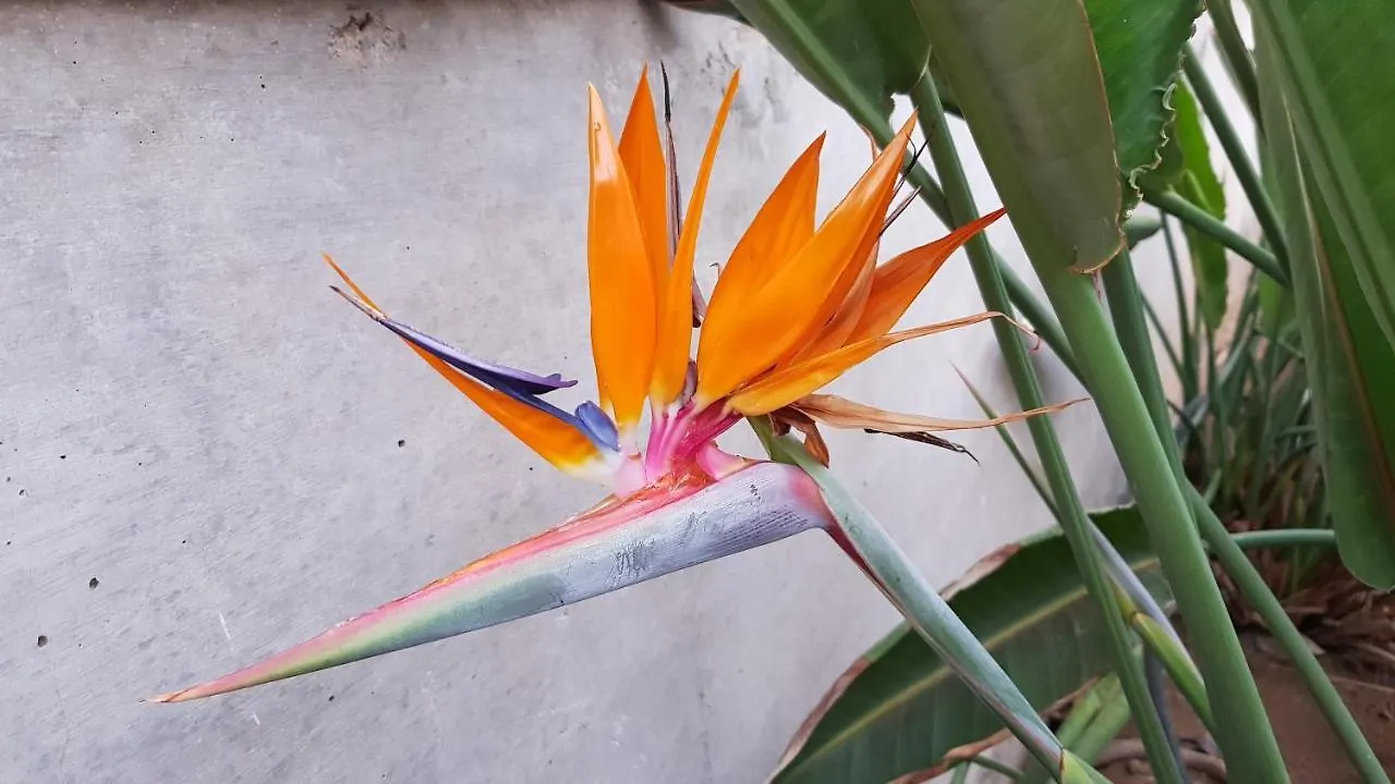 Strelitzia Park Aparthotel San Miguel de Abona
