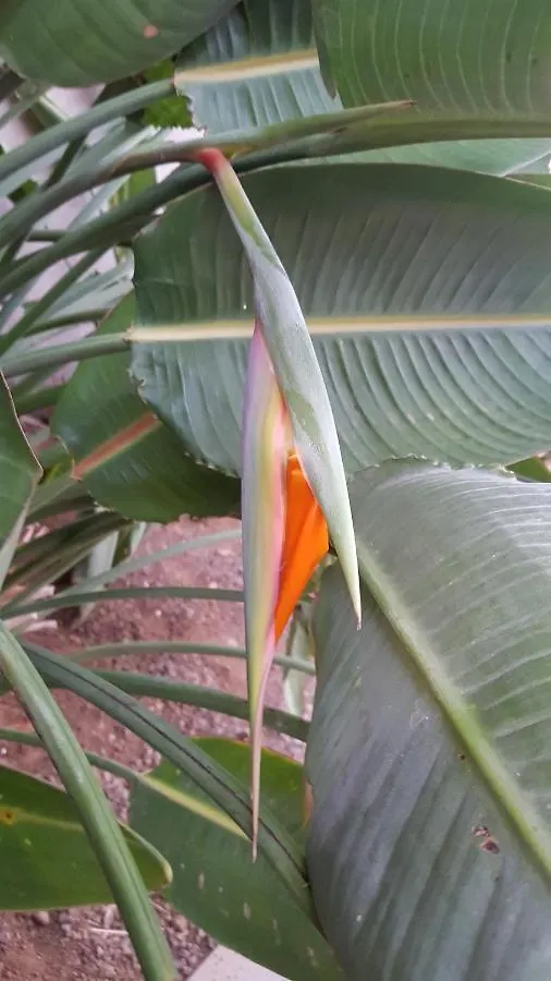 Strelitzia Park Aparthotel San Miguel de Abona