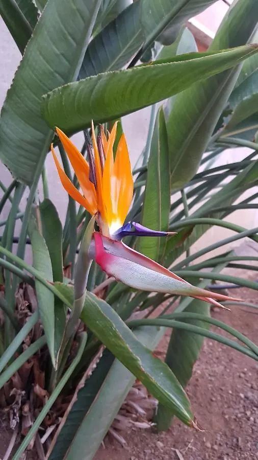 Strelitzia Park Aparthotel San Miguel de Abona Spain