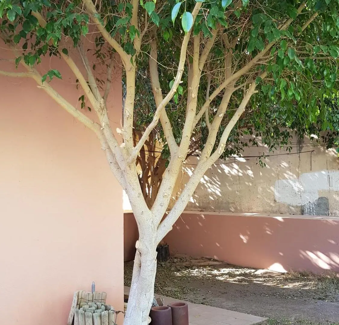 Strelitzia Park Aparthotel San Miguel de Abona